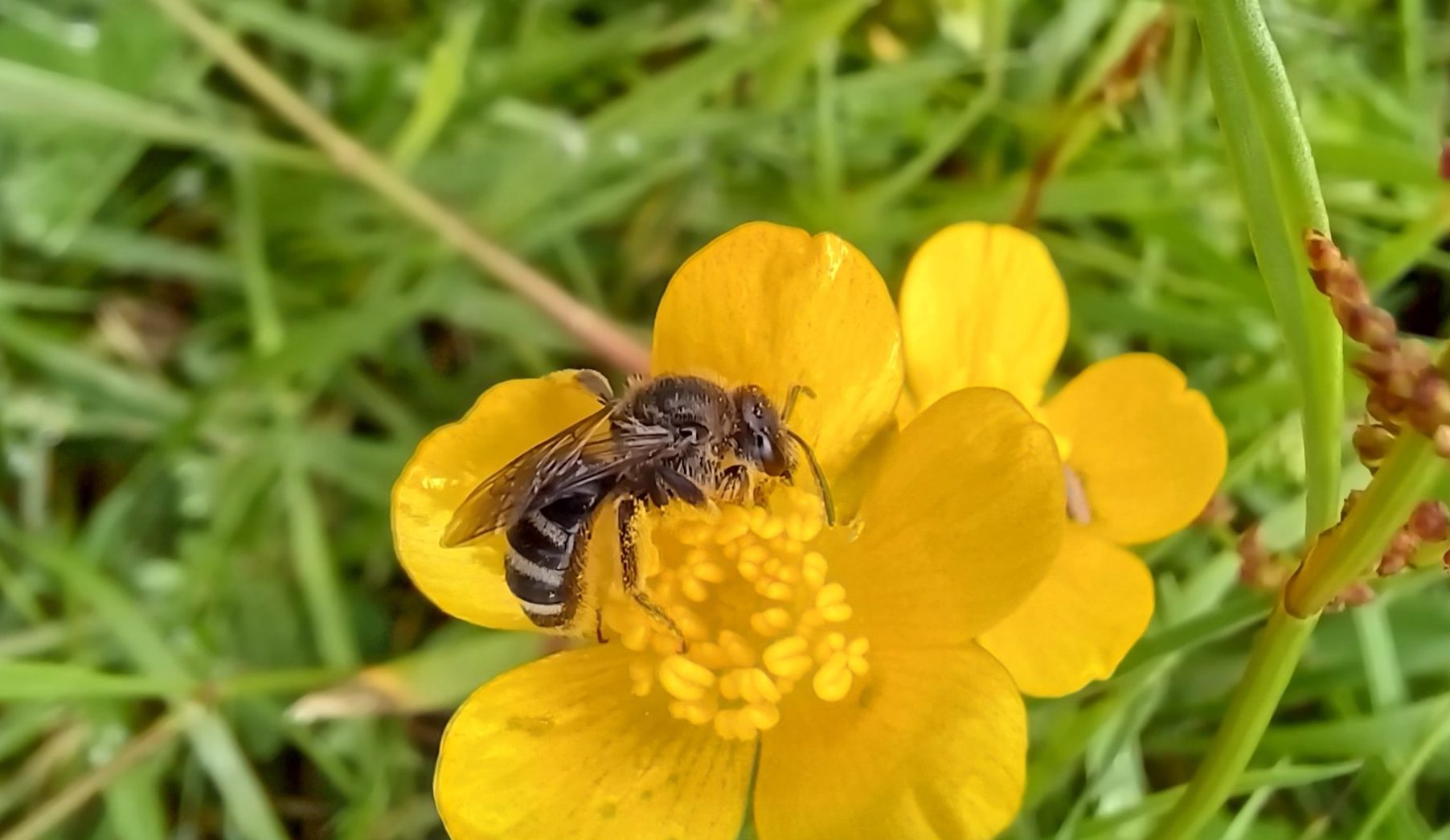 Lasioglossum sp.